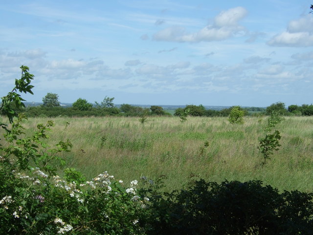 Rough grassland and young trees off the A505 on the edge of Hitchin